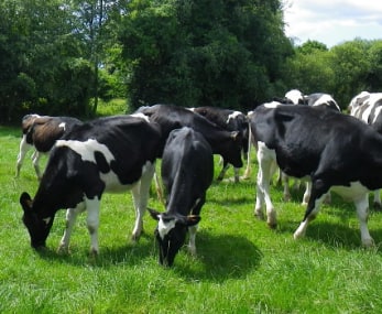 Certifier les élevages et les bovins